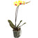 Yellow Phalaenopsis orchid in a pot