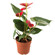 Anthurium plant in a pot. Moscow
